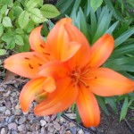 Consider the lillies ...