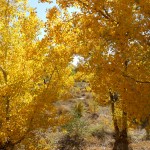 BosqueAutumnOct2011 021