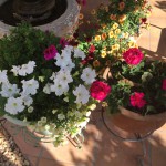 Daily miracles of life.